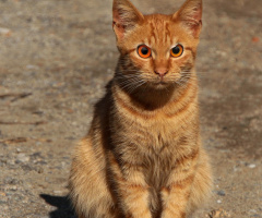 Angry cat