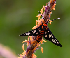 Moth