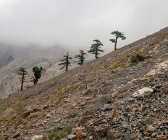 doğadan