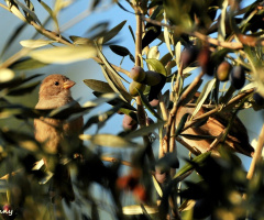 in the olive tree 