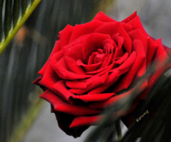 gray weather ... shiny roses color 