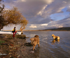 Gölyazı