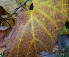 Blatt