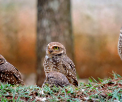 Family Together