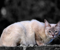 Angry cat