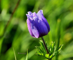 wild flower