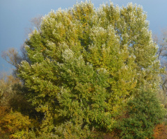 Schöner Herbsttag am Rhein
