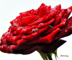 red rose after rain
