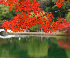 red maple