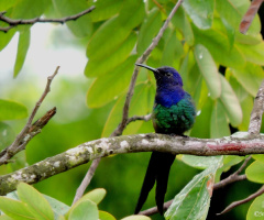 Hummingbird