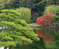 green and pond