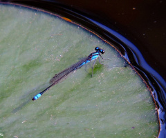 Mini Blue Dragonfly