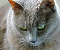 Sweet Cat