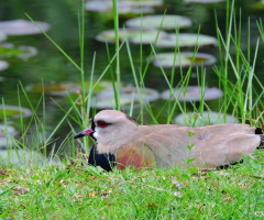 In the nest