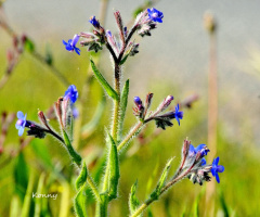 blue wild flower 