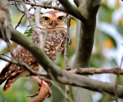 Spying