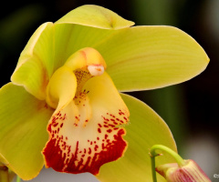 Yellow Orchid