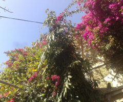 my Home garden