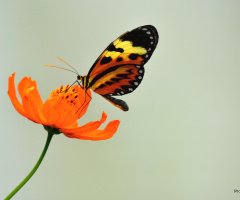 Delicate