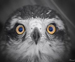 Don´t be afraid small falcon