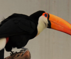 Toucan
