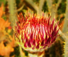 fiery spiney....