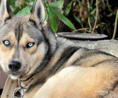 exposed dog... :((( 