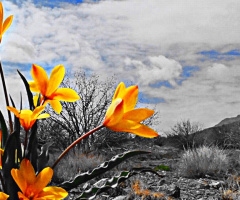 Wild valley Tulip of Balochistan