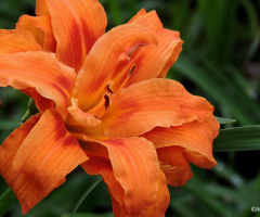 Orange flower