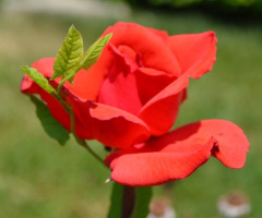 Gül/Rose