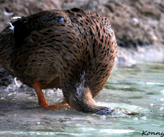The Duck
