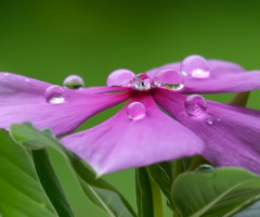 Flowers and dew
