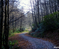 UZUN İNCE BİR YOLDAYIM