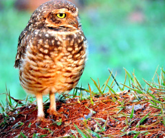 Athene cunicularia