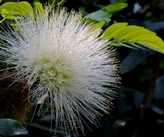 Calliandra harrisii