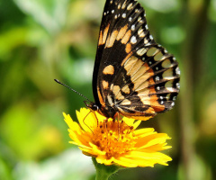 Beauties of nature