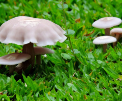 Mini Mushrooms