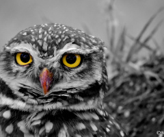Burrowing Owl