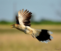 Guira guira