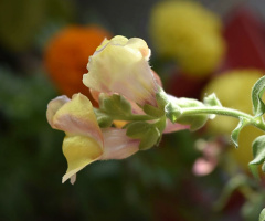 Find your sunshine and blossom too 