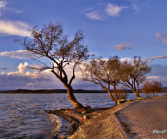 Gölyazı