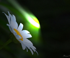 Shining for you