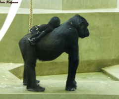 Huckepack - piggy-back