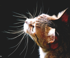 The cat's  whiskers