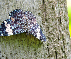 Mariposa