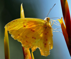Phoebis philea