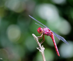 Red Dragonfly