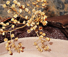 macro