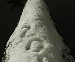 Ağaç Adam