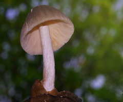  Mushroom